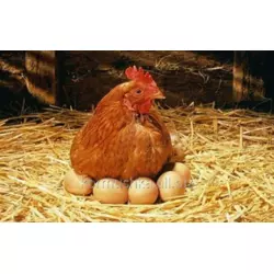 Гранулированный комбикорм для кур-несушек яичных линий 48 недель, ПК 1-25