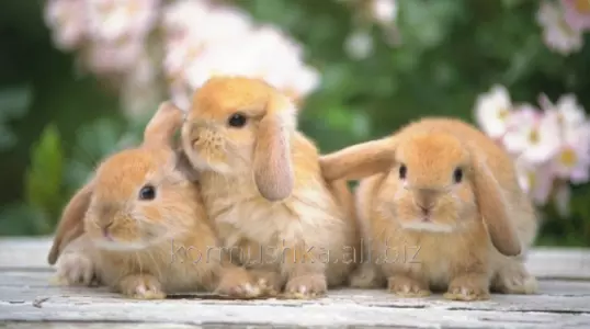 Комбикорма и отруби гранулированные Комбикорма и отруби гранулированные