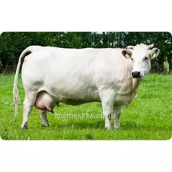 Гранулированный комбикорм для дойных коров на стойловый период, К 60-1