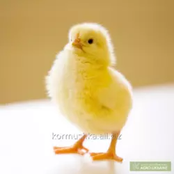 Гранулированный комбикорм для цыплят-бройлеров возрастом старше 31 дней, ПК 6-4